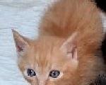 Кошки в Ленинске-Кузнецком: Котенок в добрые руки Мальчик, Бесплатно - фото 2
