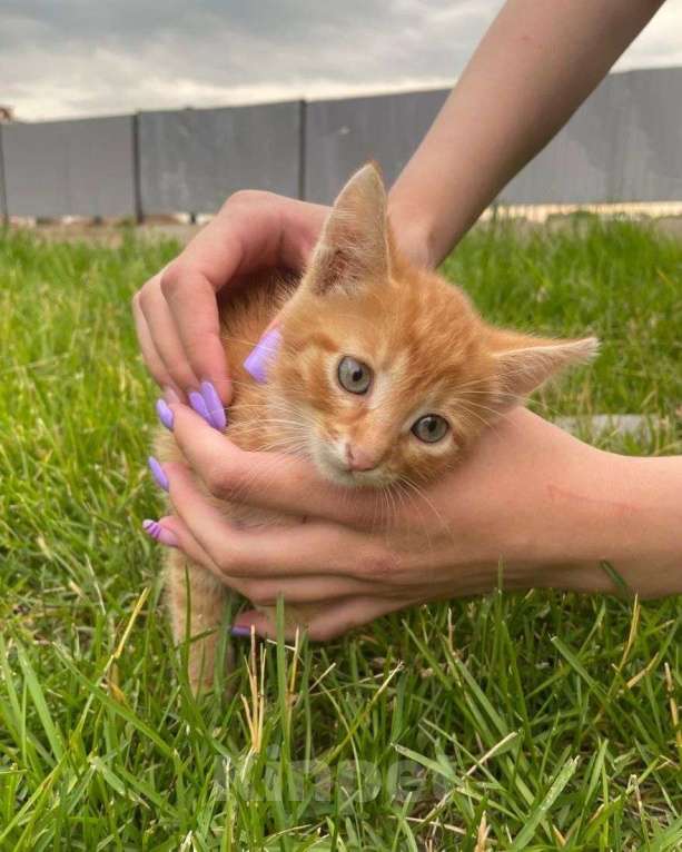 Кошки в Москве: Домашний котенок на улице 🆘️ Срочный поиск дома! Мальчик, Бесплатно - фото 2