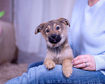 Собаки в Ногинске: Коко - щенок в поисках дома Девочка, Бесплатно - фото 8