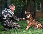 Собаки в Москве: Спокойный и дружелюбный пес Филя ищет дом! Мальчик, Бесплатно - фото 7
