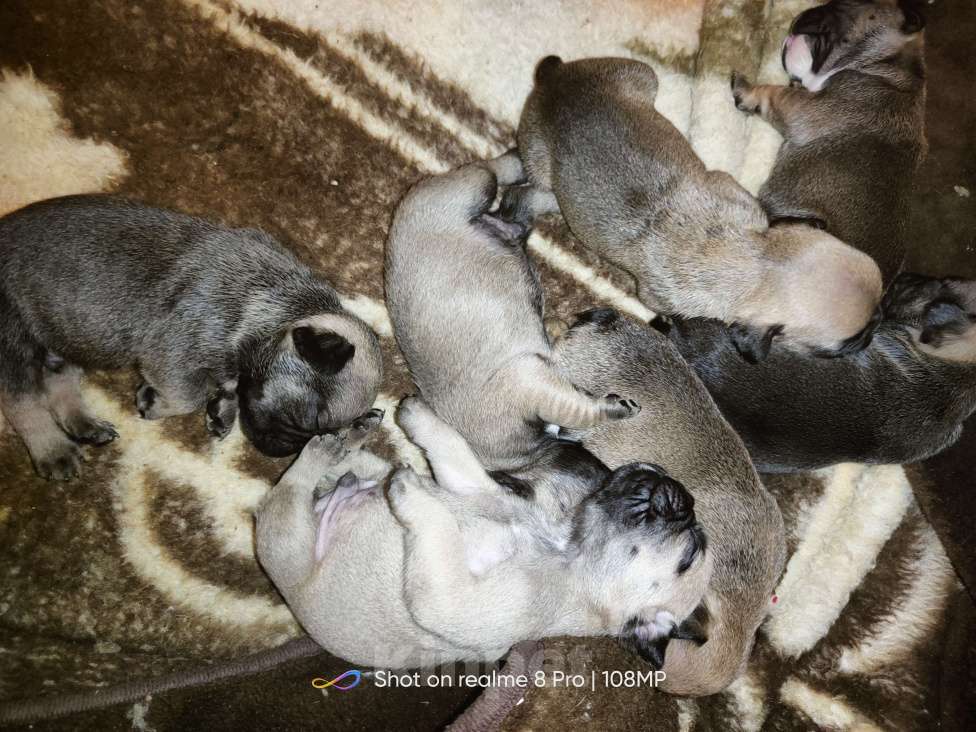 Собаки в Георгиевске: Щенки французского бульдога Мальчик, 14 000 руб. - фото 1
