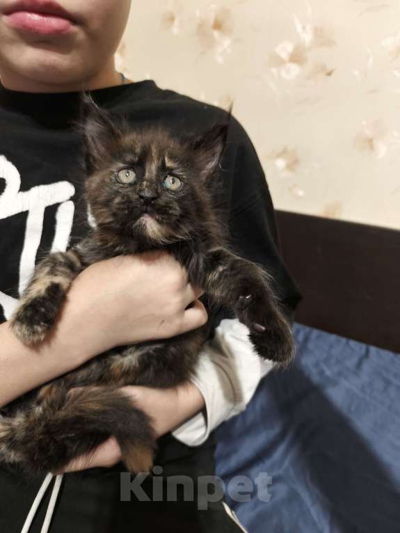 Кошки в других городах Московской области: Кошечка Мейн-кун Девочка, 45 000 руб. - фото 3