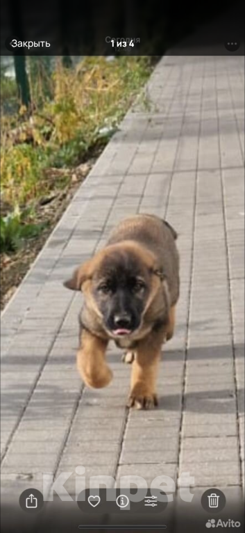 Собаки в Красногорске: Щенок Курт 2,5 месяца в добрые руки  Мальчик, Бесплатно - фото 4