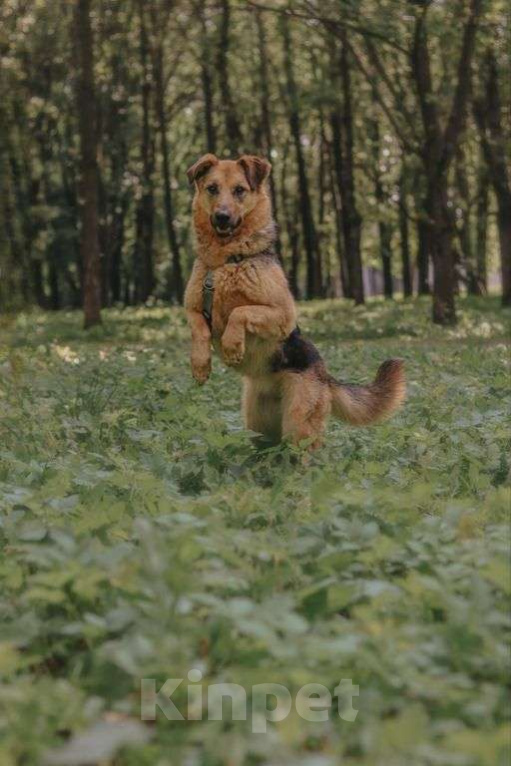 Собаки в Москве: Мия Девочка, Бесплатно - фото 3