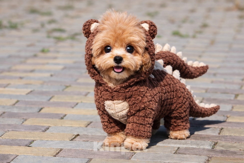 Собаки в Москве: Мальтипу мини f 1 Мальчик, 120 000 руб. - фото 5