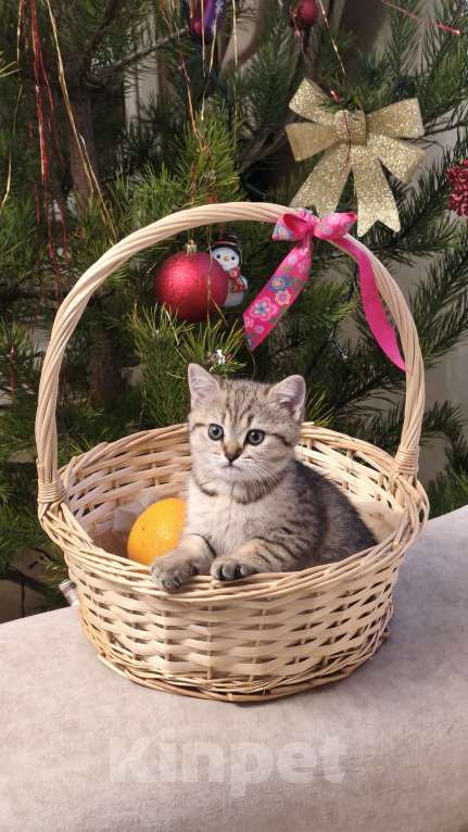 Кошки в Санкт-Петербурге: КОМОЧЕК Счастья  Девочка, 22 500 руб. - фото 1