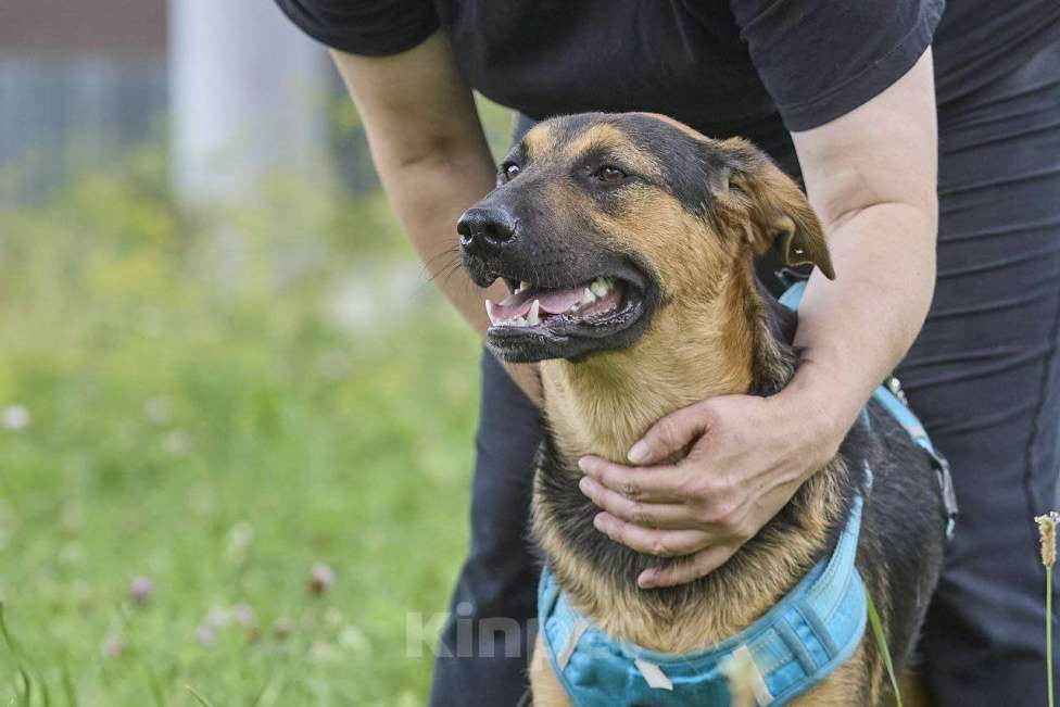 Собаки в Москве: Пеле ищет свои родителей  Мальчик, Бесплатно - фото 3