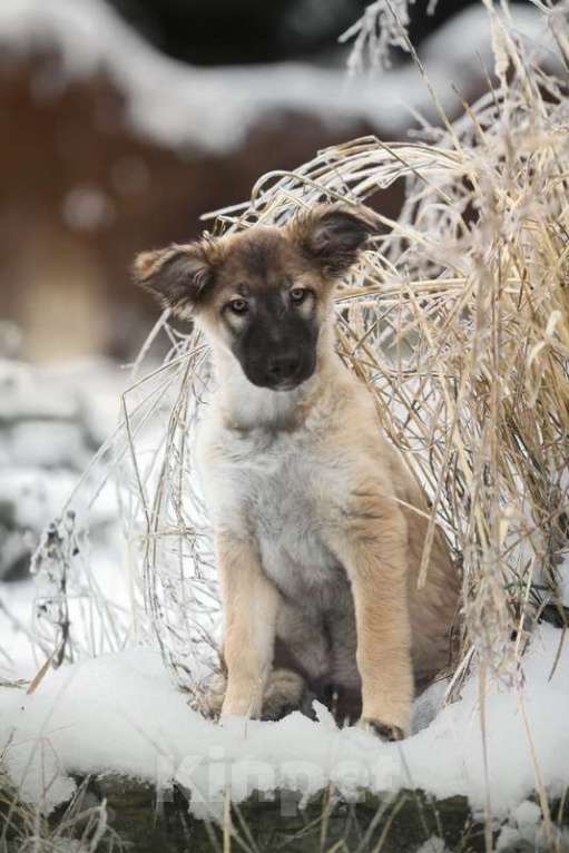 Собаки в Москве: Щенки овчароиды в добрые руки, 1 руб. - фото 8