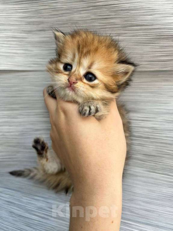 Кошки в Волгограде: котёнок Девочка, 15 000 руб. - фото 1