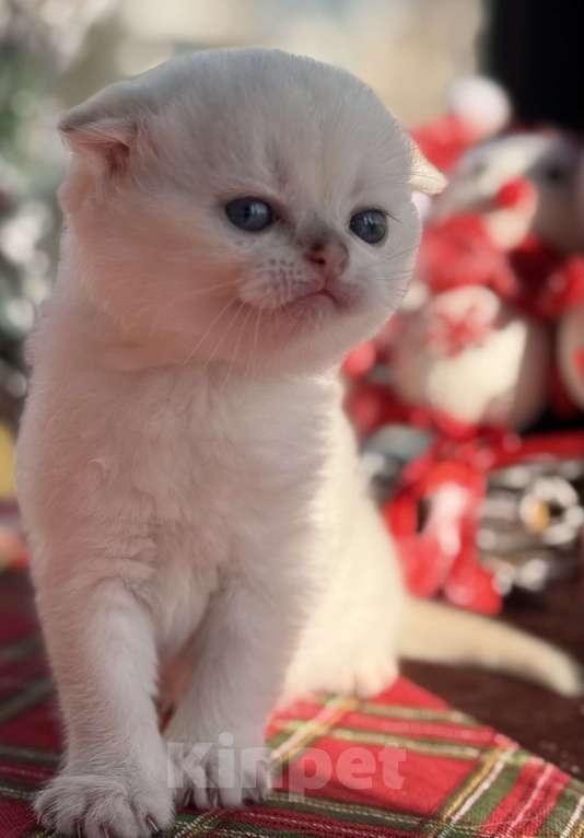 Кошки в Краснодаре: Котята золотая шиншилла Мальчик, 15 000 руб. - фото 3