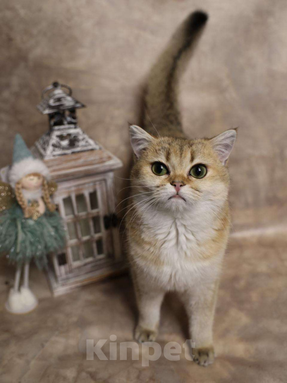 Кошки в Москве: Шотландский прямоухий короткошёрстный котёнок Девочка, 35 000 руб. - фото 3