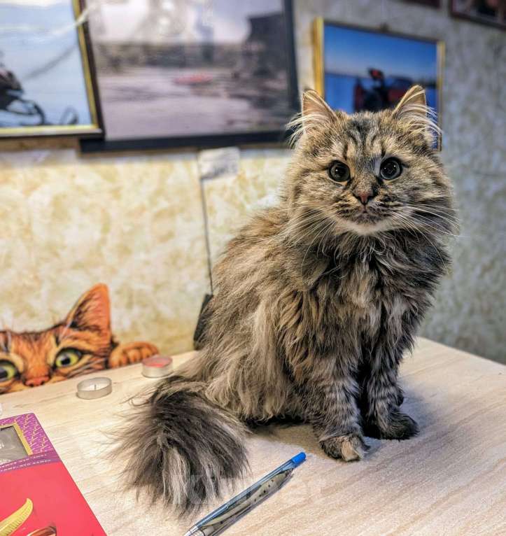 Кошки в Москве: Отдаем кошечку Бэмби в добрые руки. Девочка, Бесплатно - фото 6