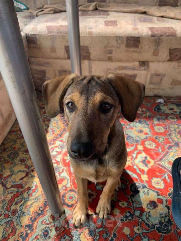 Собаки в Санкт-Петербурге: Щенок с породистыми чертами и спокойным характером Девочка, Бесплатно - фото 5