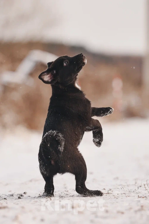 Собаки в Лосином-Петровском: Джемма малышка из Волгорада в мо Девочка, Бесплатно - фото 10