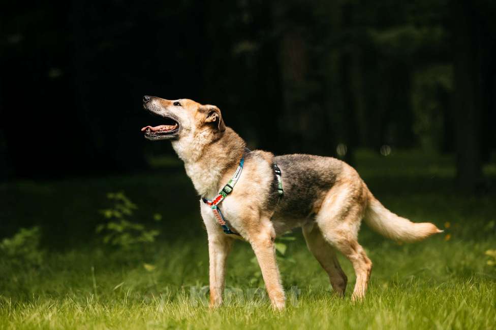 Собаки в Москве: Трепетный Джой Мальчик, Бесплатно - фото 5
