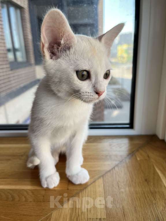 Кошки в других городах Ленинградской области: Котята бурмилла  Мальчик, 60 000 руб. - фото 8