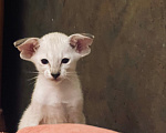 Кошки в Москве: Для истинных любителей сиамской породы Мальчик, 100 000 руб. - фото 3