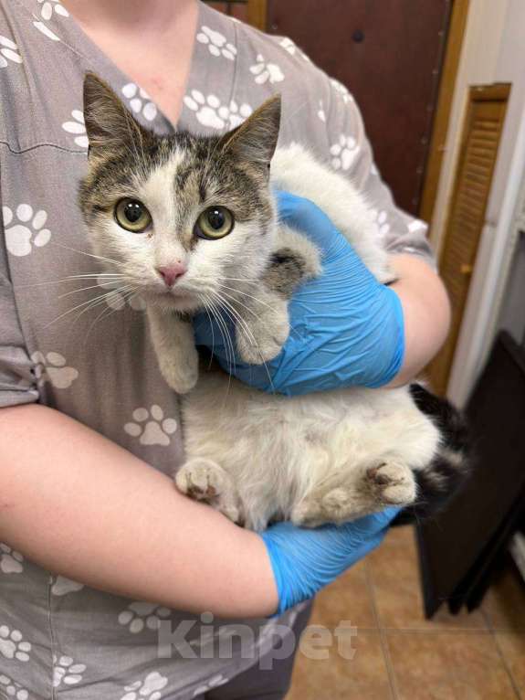 Кошки в Москве: Кошечка с промзоны Девочка, Бесплатно - фото 1