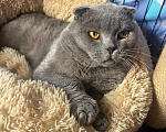 Кошки в Люберцах: Ищет дом котик Маффин Мальчик, Бесплатно - фото 5