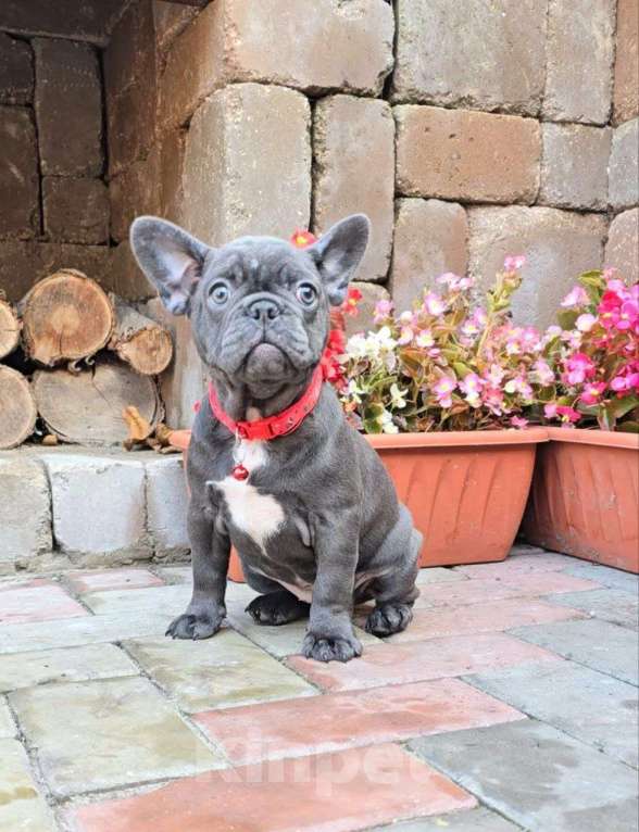 Собаки в Симферополе: Голубая девочка щенок Девочка, 55 000 руб. - фото 2