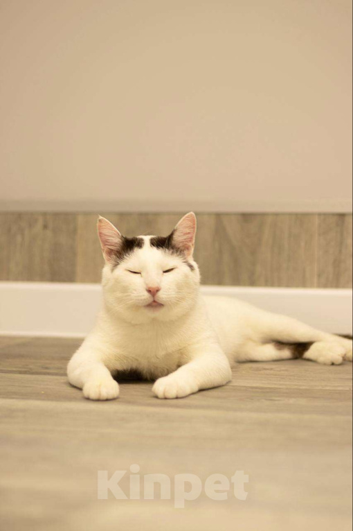 Кошки в Москве: Косенький Саввушка - лучший вмири кот Мальчик, Бесплатно - фото 4