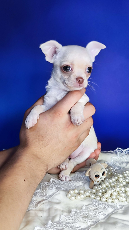 Собаки в Москве: Нежная малышка чихуахуа  Девочка, Бесплатно - фото 4