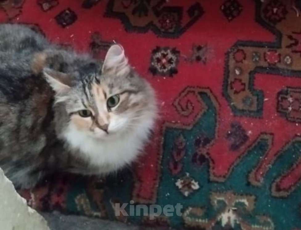 Кошки в Москве: Трехцветная пушистая Шаня, кошечка в добрые руки.   Девочка, Бесплатно - фото 8