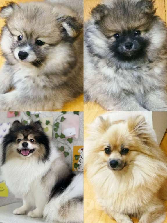 Собаки в Химках: Девочки  активные, игривые, шкодницы Девочка, 35 000 руб. - фото 2