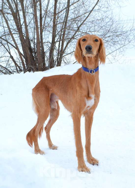 Собаки в Глазове: ADDIL ASSAD Мальчик, Бесплатно - фото 2