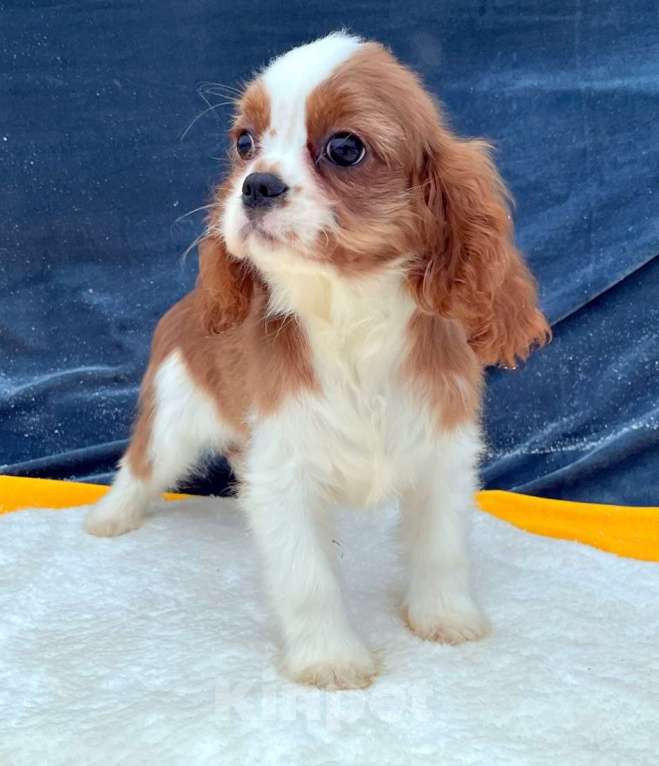 Собаки в Санкт-Петербурге: БЕСТ ИЛРЕАН ИЛЬВЕЙН Мальчик, 100 000 руб. - фото 3