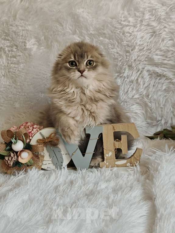 Кошки в Москве: Длинношерстный шотландский мальчик Мальчик, 65 000 руб. - фото 5