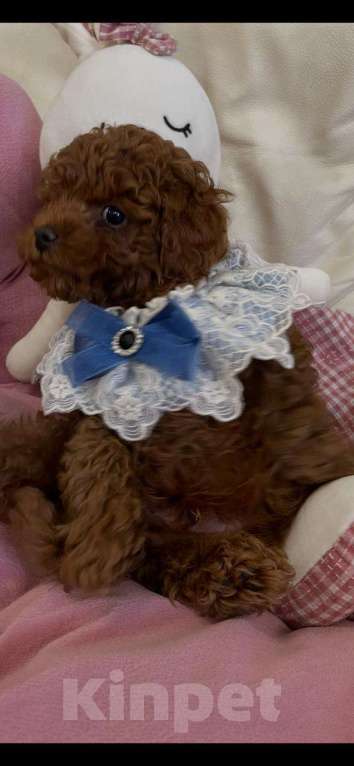 Собаки в Москве: Продаётся малыш Мальчик, 100 000 руб. - фото 1