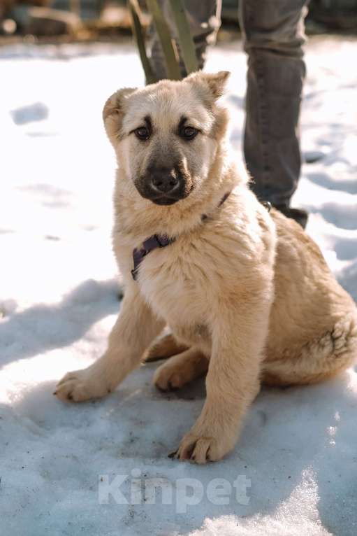 Собаки в Санкт-Петербурге: Мишель из приюта в добрые руки Девочка, Бесплатно - фото 9