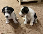 Собаки в Белорецке: Щенки жесткошерстного фокстерьера Мальчик, 6 000 руб. - фото 5