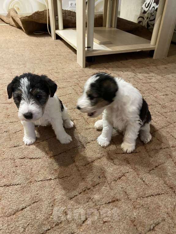 Собаки в Белорецке: Щенки жесткошерстного фокстерьера Мальчик, 6 000 руб. - фото 5