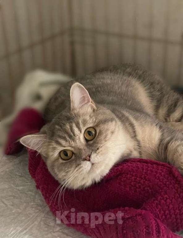 Кошки в Москве: Роскошная британская кошка Хюррем Султан в добрые руки Девочка, 1 руб. - фото 2