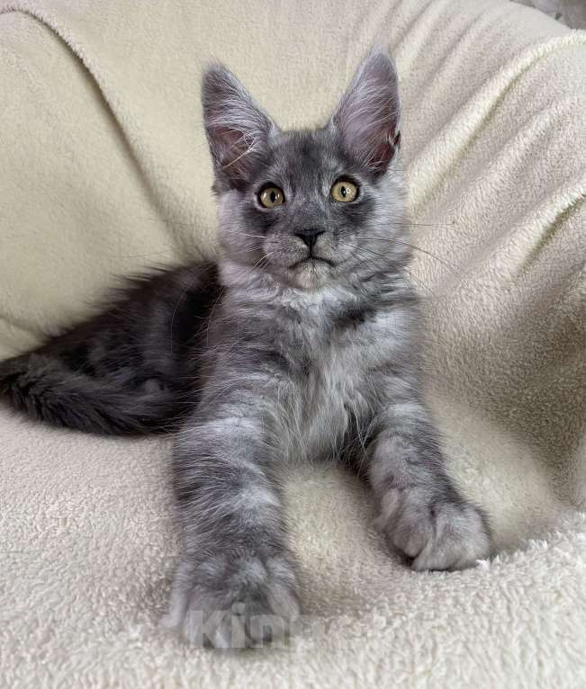 Кошки в Дмитрове: Черный дымчатый мальчик мейн кун Almaz Мальчик, 40 000 руб. - фото 3