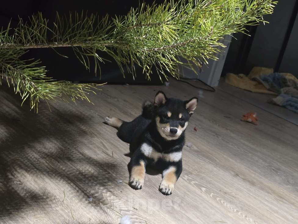 Собаки в других городах Московской области: В продаже  щенок сиба ину  Мальчик, 50 000 руб. - фото 1