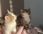 Кошки в Москве: Котята в добрые руки Разнополые, Бесплатно - фото 5
