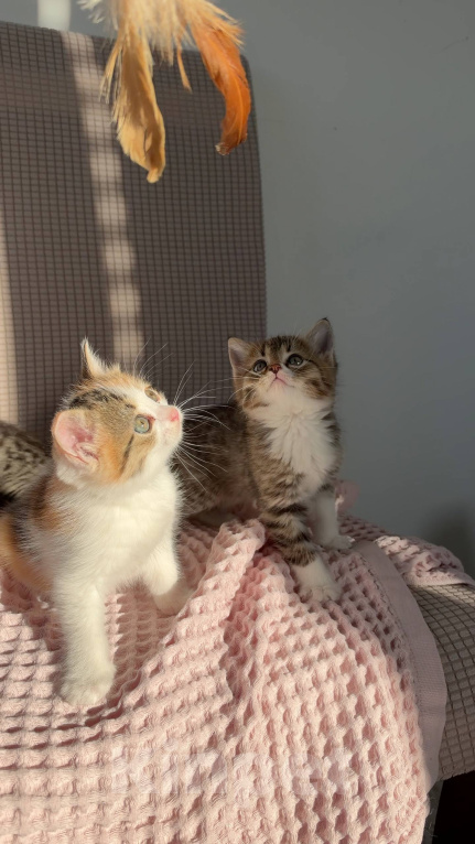Кошки в Москве: Котята в добрые руки Разнополые, Бесплатно - фото 5