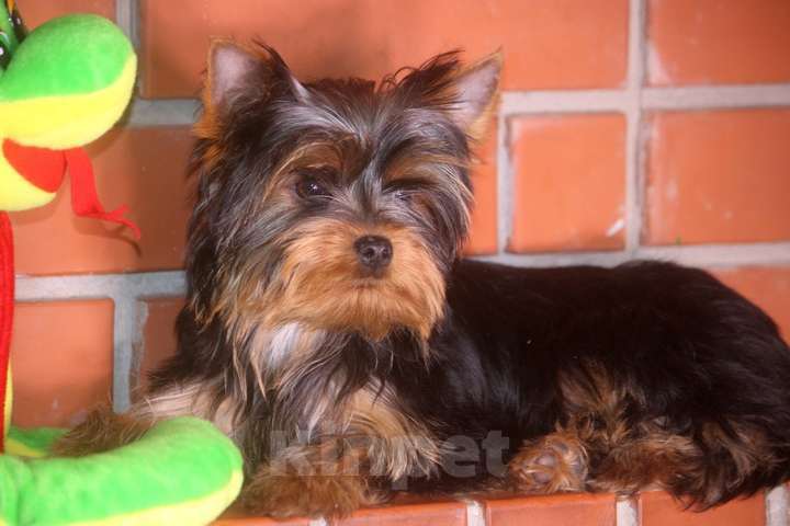Собаки в других городах Московской области: Мальчик йоркширского терьера мелкий стандарт Мальчик, Бесплатно - фото 5