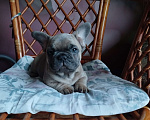 Собаки в Москве: Милый мальчик французский бульдог  Мальчик, 55 000 руб. - фото 3
