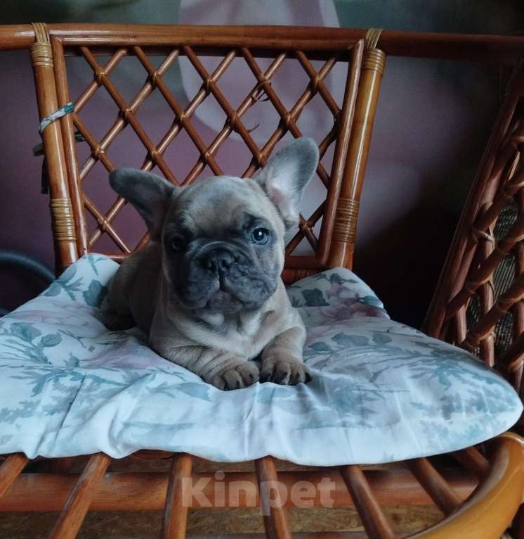 Собаки в Москве: Милый мальчик французский бульдог  Мальчик, 55 000 руб. - фото 3