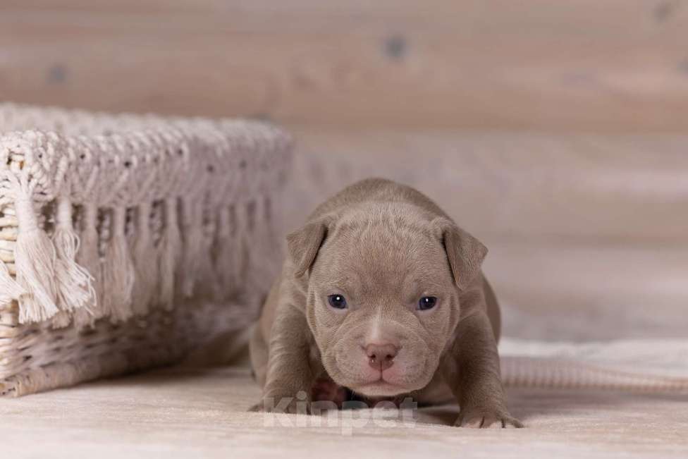 Собаки в Королеве: Американский булли стандарт Девочка, 200 000 руб. - фото 1