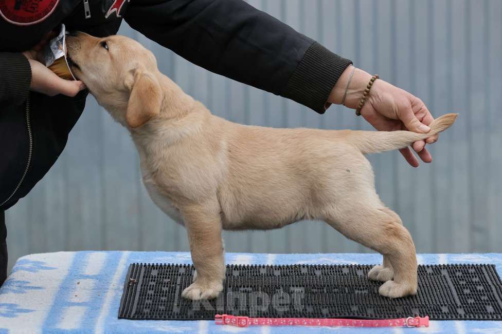 Собаки в Калуге: Палевая девочка лабрадора высокого качества из питомника РКФ/FCI Девочка, Бесплатно - фото 2
