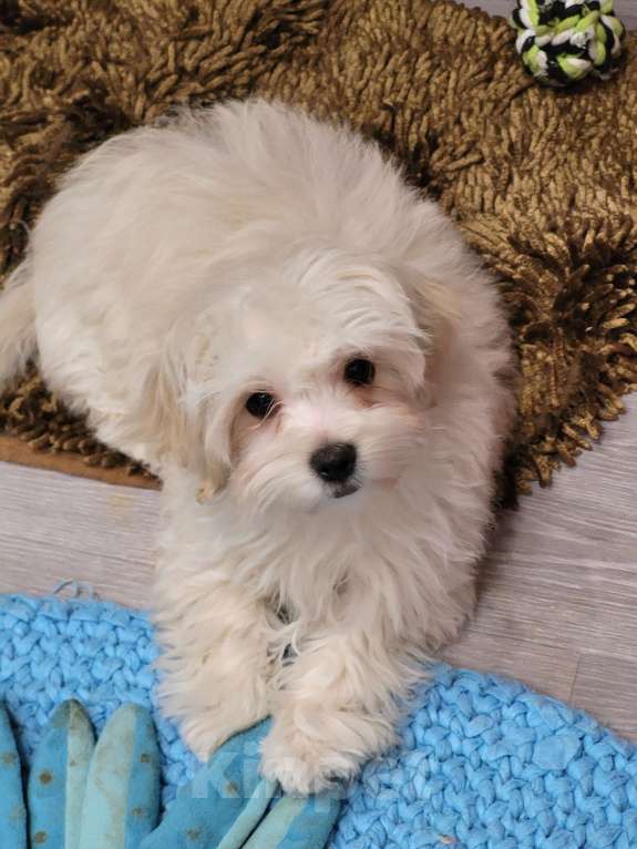 Собаки в Москве: Мальтипу f1 жемчужеого окраса Девочка, Бесплатно - фото 2