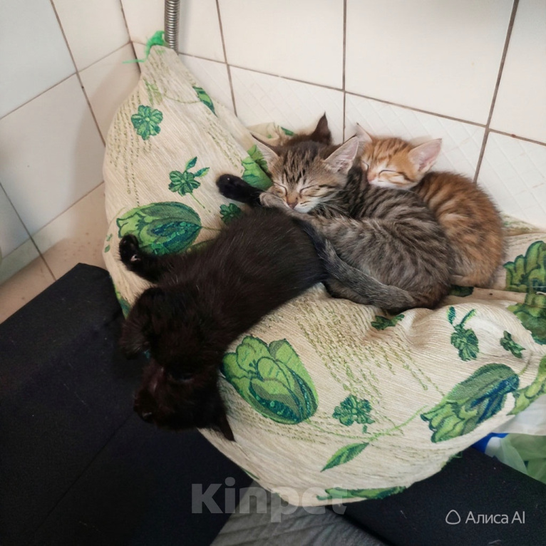 Кошки в Химках: В дар Разнополые, Бесплатно - фото 3