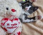 Кошки в Москве: Котик Леопольд, 3 месяца и 3 недели в добрые руки Мальчик, Бесплатно - фото 1
