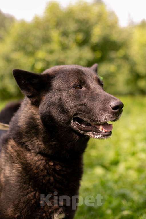 Собаки в Москве: Балунчик Мальчик, Бесплатно - фото 4