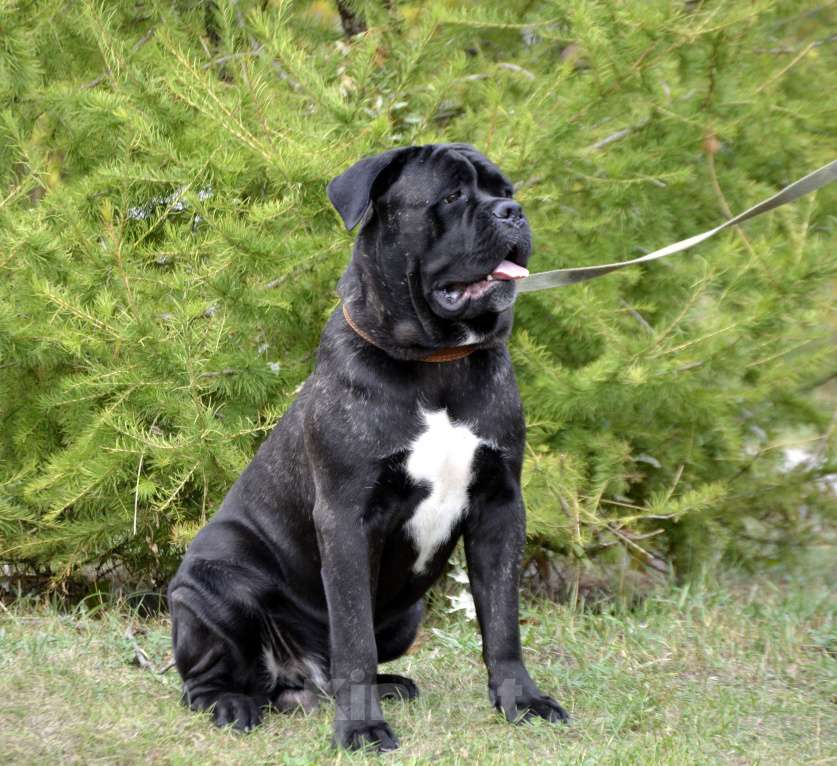 Собаки в Тольятти: Кане корсо Мальчик, Бесплатно - фото 2